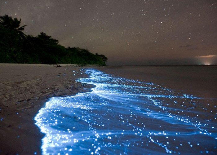 Bioluminescent Bay photo