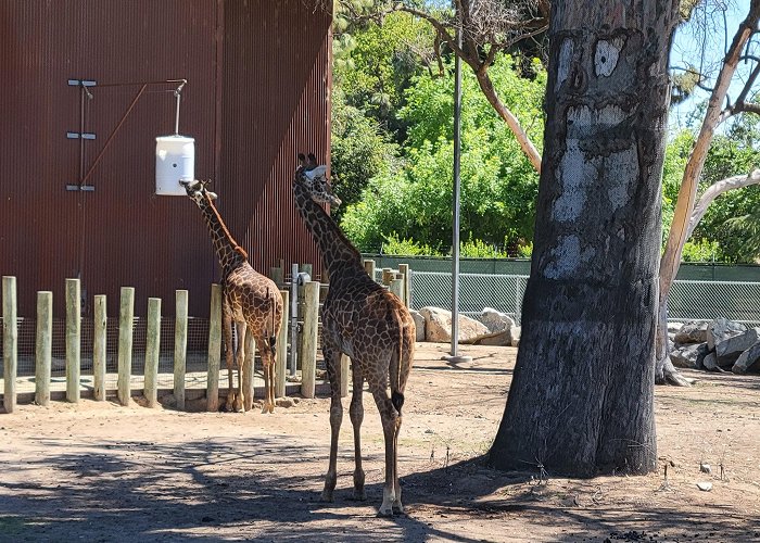 Fresno Chaffee Zoo photo