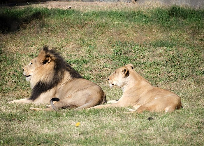 Fresno Chaffee Zoo photo