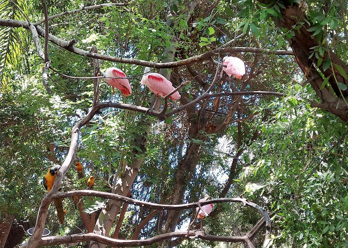 Fresno Chaffee Zoo photo