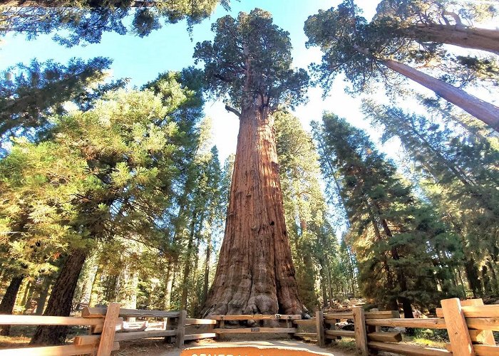 General Sherman Tree photo