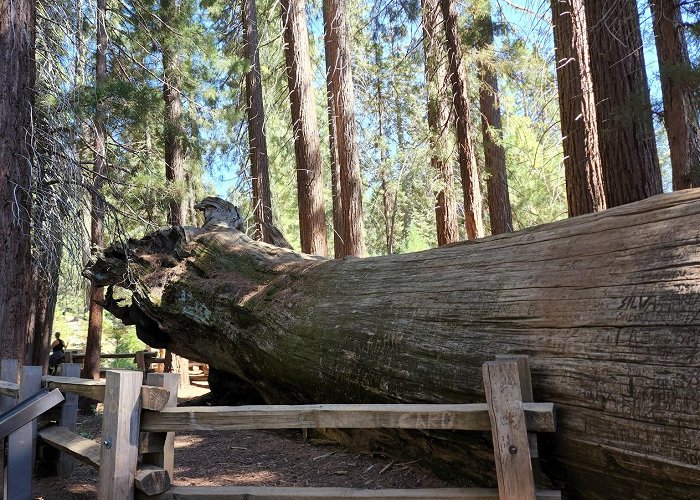 General Sherman Tree photo