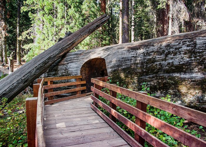 General Sherman Tree photo