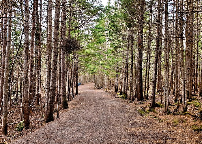 Hopewell Rocks Park photo