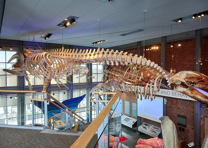 New Bedford Whaling Museum photo