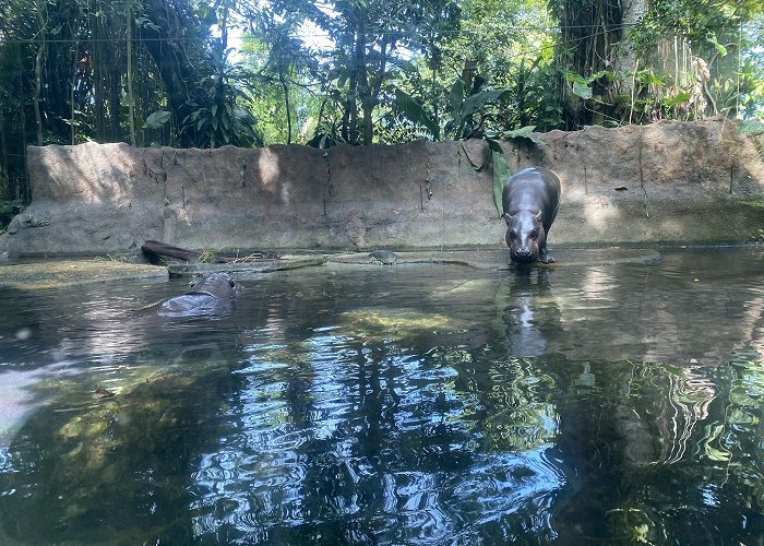 Singapore Zoo photo