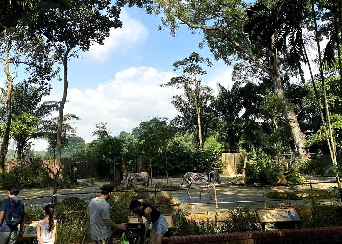 Singapore Zoo photo