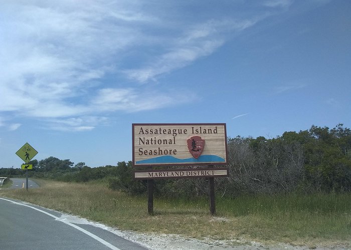 Assateague Island National Seashore photo