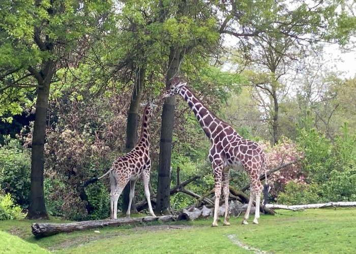 Woodland Park Zoo photo