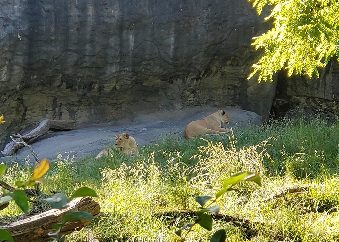 Woodland Park Zoo photo