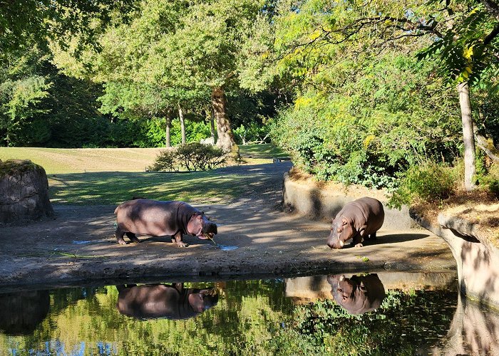 Woodland Park Zoo photo