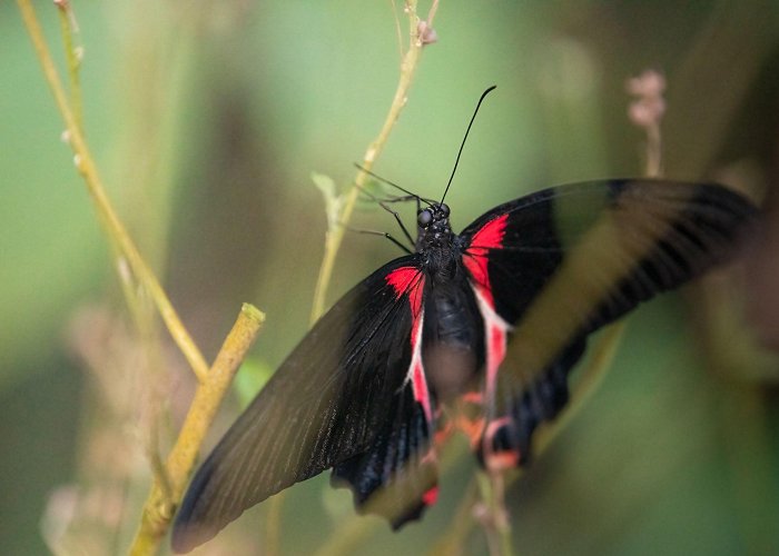 Papiliorama Papiliorama & Nocturama | Switzerland Tourism photo