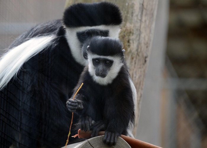 Toni's Zoo Study: Big brains allow dexterous hands photo