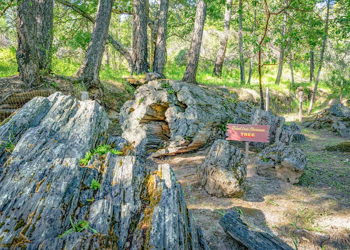 Petrified Forest Calistoga's Petrified Forest is for sale photo