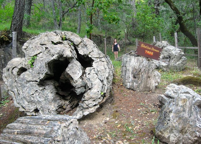 Petrified Forest Calistoga's Geyser and Petrified Forest | Exploring Napa Valley ... photo