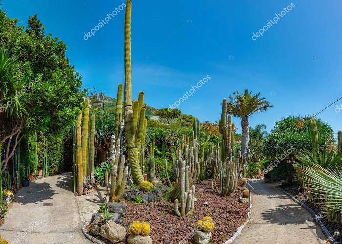 Giardini Ravino Succulents Cactuses Giardini Ravino Gardens Forli Ischia Italy ... photo