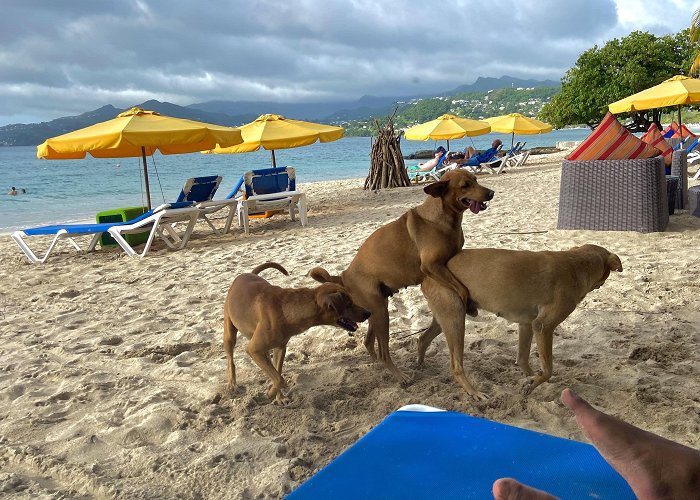 Dog Beach met some friendly strays on vacation! : r/dogpictures photo