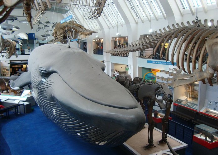 Natural History Museum The planned vandalism of the Natural History Museum: a modest ... photo