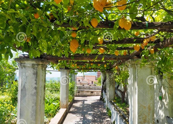 The Garden of Minerva The Minerva Garden of Salerno, a Botanical Garden Dedicated To the ... photo