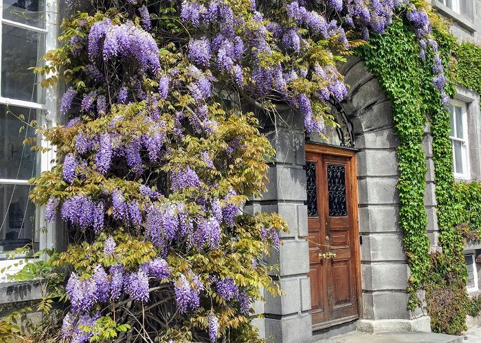 Trinity College Botany - Trinity College Dublin photo