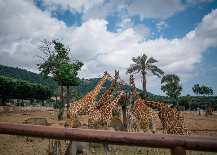 Zoosafari Fasanolandia Zoo Safari of Fasano - Italia.it photo