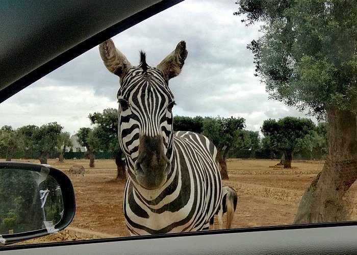 Zoosafari Fasanolandia Zoosafari Fasano - a drive-through zoo in South-Italy - Magnets On ... photo