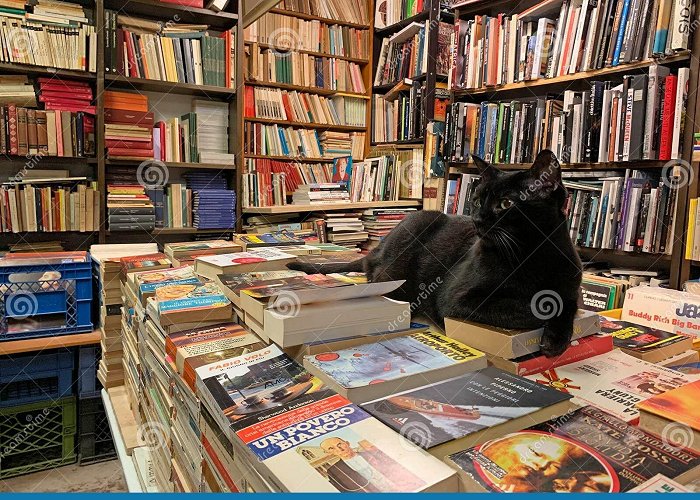 Libraria Aqua Alta Black Cat at the Libreria Acqua Alta, Bookstore High Tide in ... photo