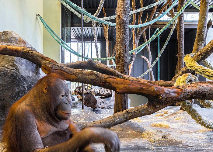 Barcelona Zoo Installations for Orangutans at Barcelona Zoo - Forgas Arquitectes ... photo