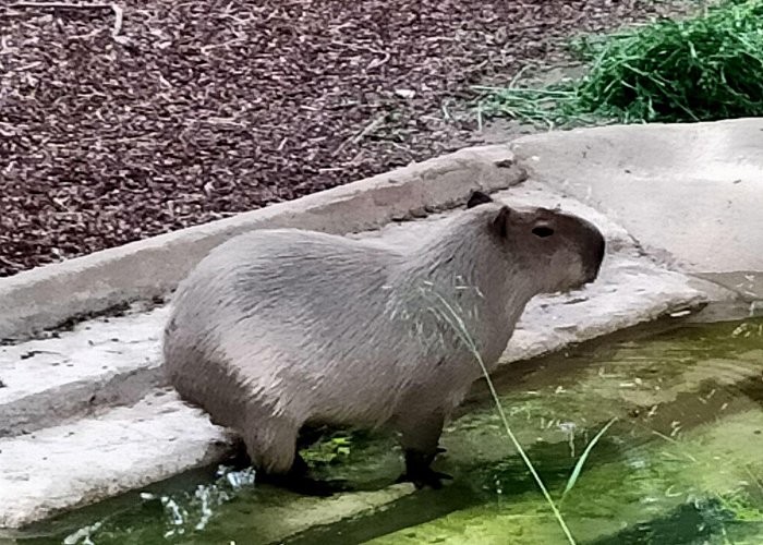 Barcelona Zoo Ive met capybaras at the Barcelona zoo, in my trip to there. Best ... photo