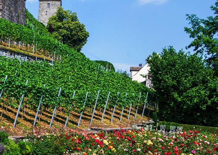 Stiftung Botanischer Garten Frühling: Diese Bäume und Blüten blühen jetzt in der Schweiz photo