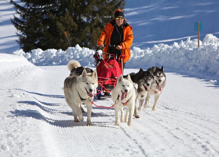 Col des Mosses Dogsledding | myvaud photo