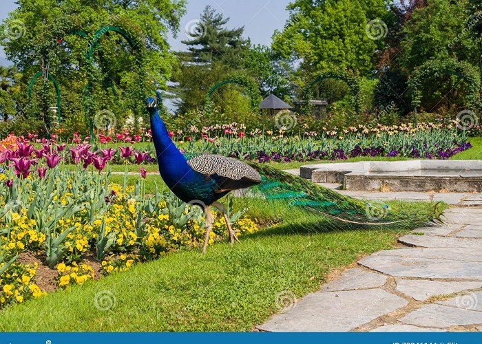 Villa Pallavicino Park Male Peacock at Villa Pallavicino, Stresa Piedmont, Italy 17 Apr ... photo