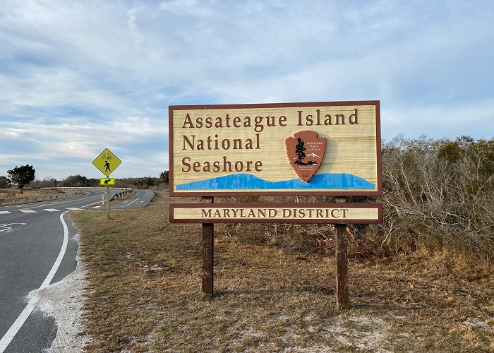 Assateague Island National Seashore Blog | Assateague Island Tours photo
