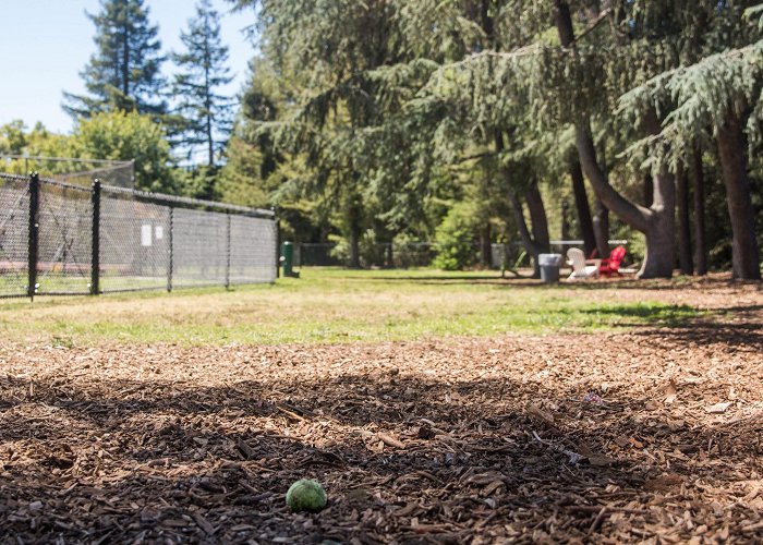 Peers Park Long-awaited dog park to open in north Palo Alto - Palo Alto Online photo
