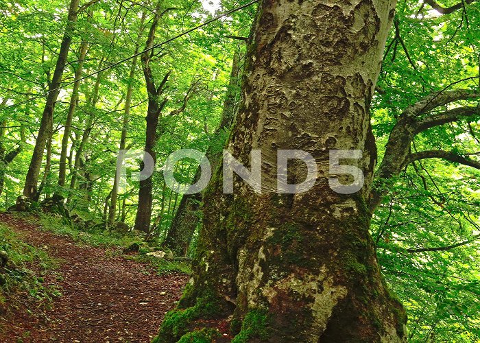 Bosco Sant Antonio Path in a beech forest in the Bosco di S... | Stock Video | Pond5 photo
