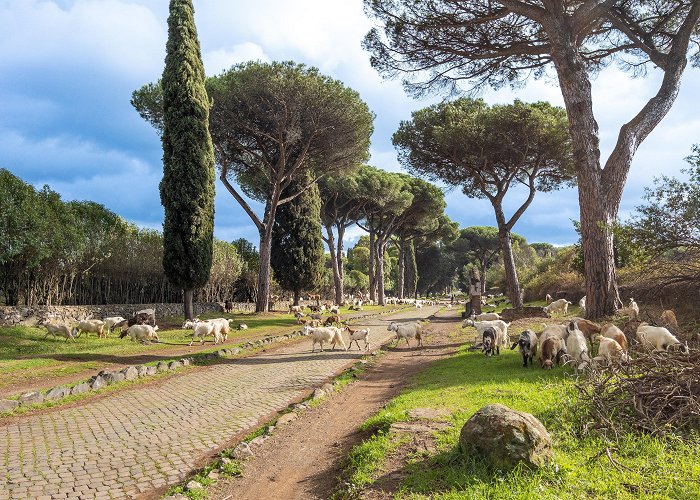 Appia Antica Goats on Via Appia Antica : r/rome photo