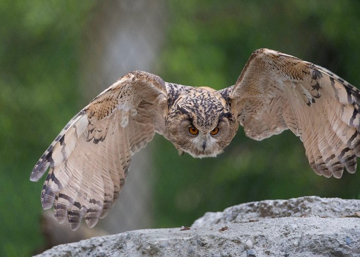 Tierpark Owl aviary | Tierpark Bern photo