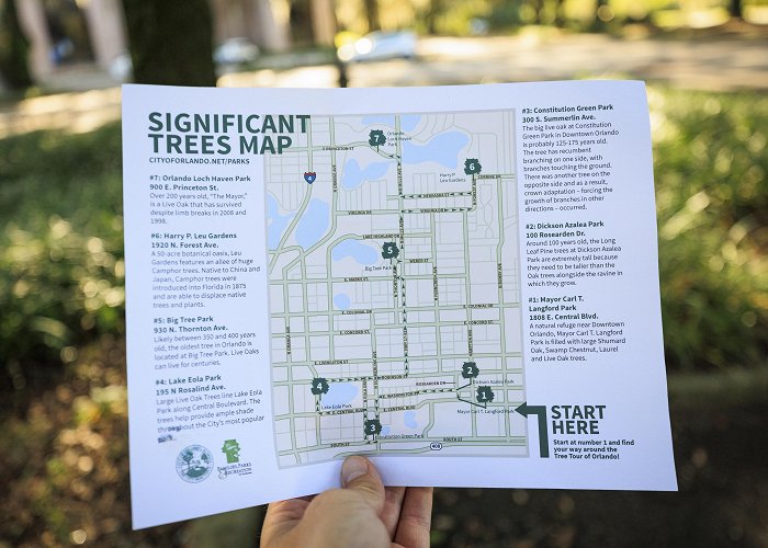 Princeton Park Timber tour: Discover 7 of Orlando's significant trees – Orlando ... photo