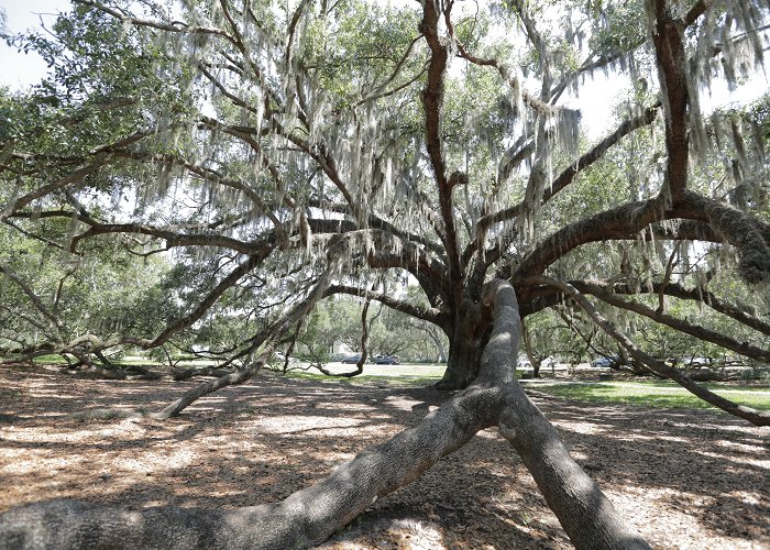 Princeton Park Orlando's Significant Trees - City of Orlando photo