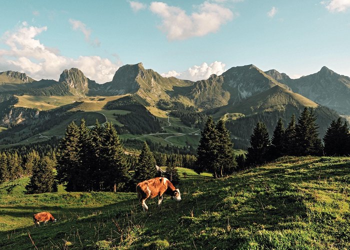 Rope Park Gantrisch Gurnigel | Switzerland Tourism photo