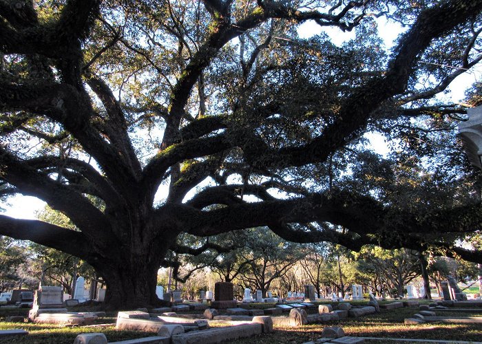 Glenwood Cemetery The Great Oak Tree of Glenwood Cemetery. My favorite tree in the ... photo