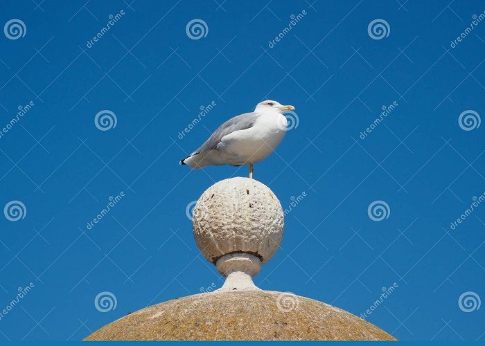 Fort Royal A seagull in Fort Royal. stock photo. Image of cannes - 283367430 photo