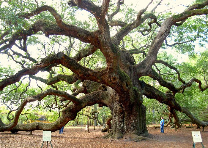 Angel Oak Playground A Spiritual Treasure—Angel Oak - Southern Spirit Guide photo