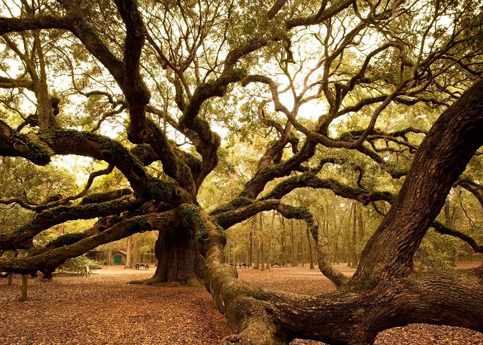 Angel Oak Playground Angel Oak Tree - Landmark Review | Condé Nast Traveler photo