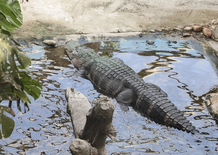 Oltremare Oltremare American alligatori photo