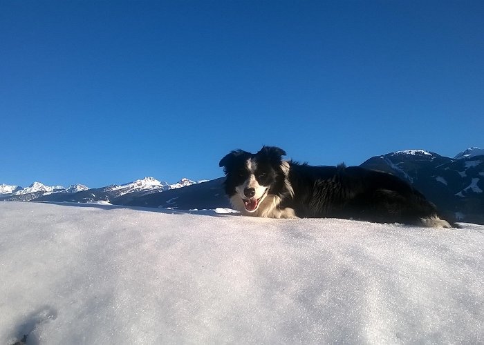 Ski Lift Doss Dei Laresi Cavalese Travel Guide: Best of Cavalese, Trentino-Alto Adige ... photo