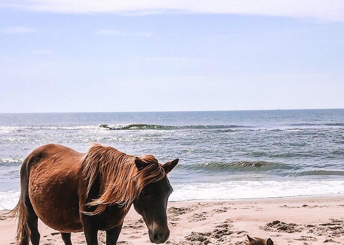 Assateague State Park Camping at Assateague Island State Park in Maryland : r/camping photo