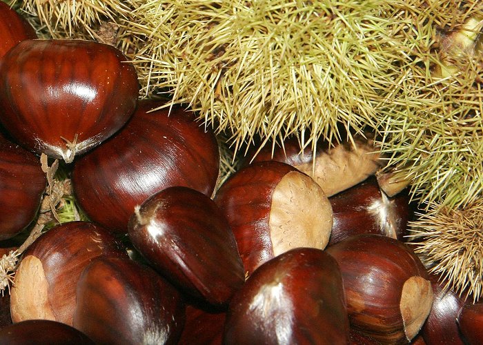 Terminio Mountain Chestnuts | Campania Foods photo