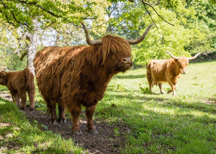 Pollok Country Park Where to See Highland Cows in Scotland | VisitScotland photo