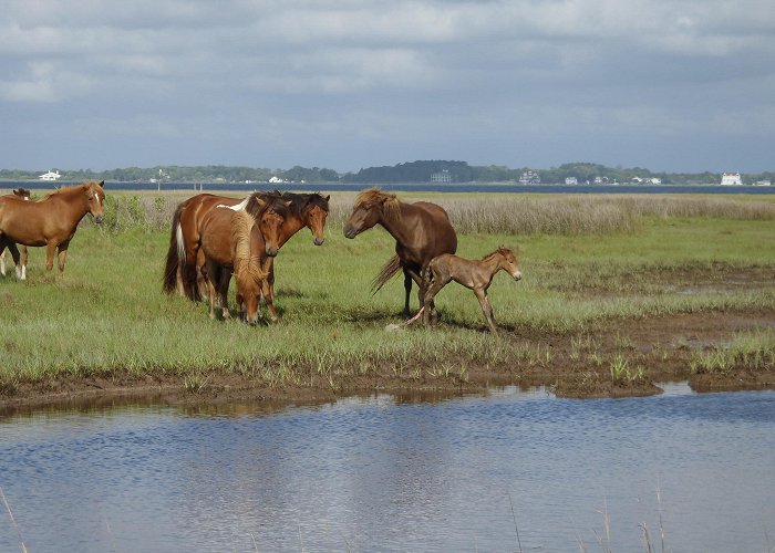 Assateague Island National Seashore Assateague Island National Seashore photo